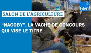 La Dordogne au Salon de l'agriculture : aux concours bovins, "Nacoby" de Miallet dans les starting-blocks