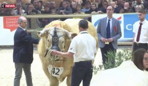 Salon de l’Agriculture : résultat du concours de taureau