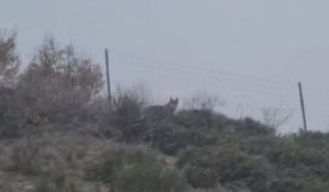 La vidéo d'un loup traversant une autoroute en Lozère rencontre le succès sur internet