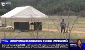 Quatre chiens empoisonnés au championnat de France de canicross