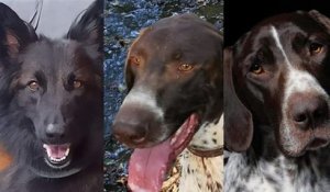 « On est sous le choc » : trois chiens meurent empoisonnés lors du championnat de France de Canicross