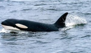 L'orque Kiska qui se cognait la tête contre son aquarium à cause de la solitude est décédée à 47 ans