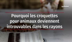 Pourquoi les croquettes pour animaux deviennent introuvables dans les rayons