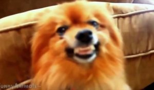 Funny Dog Smiling - Best Dogs Smiling Compilation