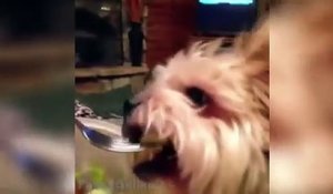 Funny Dogs Eating Compilation