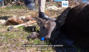 Slovénie : la difficile coexistence entre éleveurs et loups