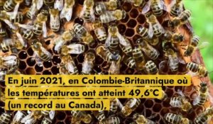 Canicule : les abeilles se suicident en cas de fortes chaleurs