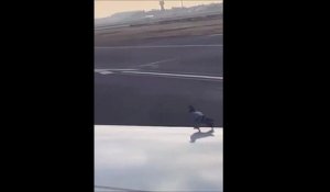 Hilarant : ce pigeon comptait aussi voyager en avion