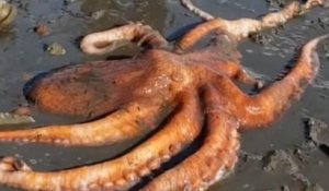 Coincée dans la vase, une pieuvre géante sauvée par une fille de 10 ans