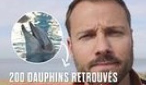 Dauphins en danger : le Conseil d'État ordonne l'interdiction temporaire de la pêche dans le Golfe de Gascogne !