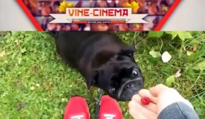 Funny Videos Animal Funny Dog Vines Best Dogs Vines Compilation (2)