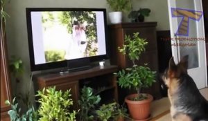 Funny reactions of animals, watching TV Funny and cute animal compilation