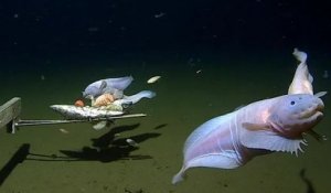 Japon : une nouvelle espèce de poisson-limace a été observé à une profondeur record