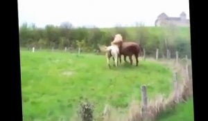 Funny Video   Funny animal   funny clips   funny compilation   funny horse