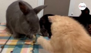 Au refuge, l’amitié entre un chat handicapé et des lapins fait craquer les bénévoles