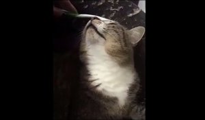 Une simple brosse à dent pour relaxer un chat... efficace