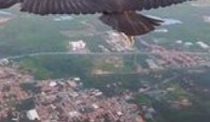 Urú le vautour noir du Brésil : la surprenante amitié avec un parapentiste !