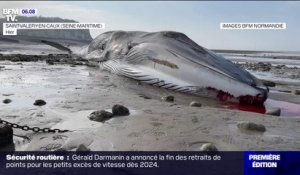 Seine-Maritime: une baleine échouée retrouvée morte sur la plage de Saint-Valery-en-Caux