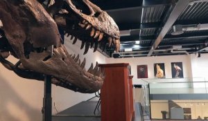 Un squelette de T-Rex vendu plus de 5 millions d'euros