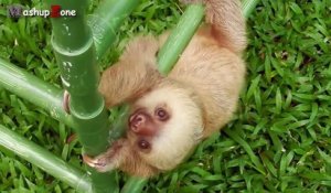 Cute Sloth - A Funny And Cute Sloth Videos Compilation 2015