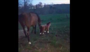 On ne la fait pas à ce cheval... Il n'aime pas trop les peluches