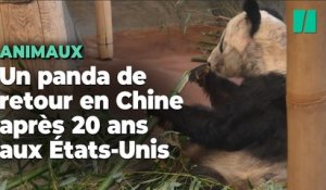 Ya Ya, le panda prêté aux États-Unis, de retour en Chine