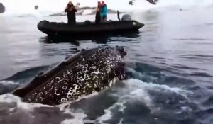 Une baleine fait la belle en Antarctique, pour le plus grand bonheur des touristes