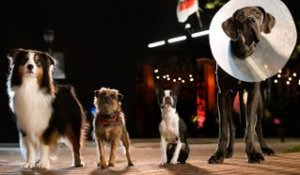 Strays (Backstreet Dogs): Trailer HD VO st FR/NL