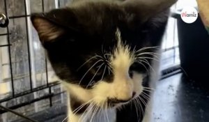 Ce chat fait tellement de bruit que le refuge a dû prendre une décision radicale (Vidéo)