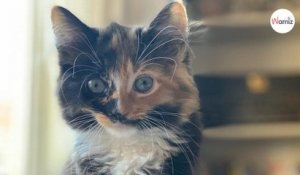Venue adopter un chaton, cette femme a fait une annonce qui a surpris tout le monde