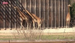 Les écologistes veulent faire disparaître les animaux exotiques du parc de la Tête d'Or
