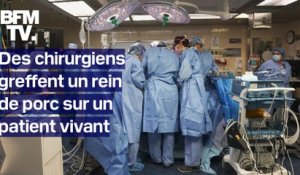 États-Unis: des chirurgiens transplantent un rein de porc sur un patient vivant pour la première fois