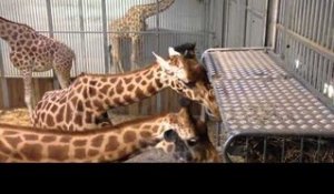 Le petit déjeuner des girafes du zoo de Paris