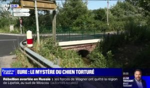Dans l'Eure, un rottweiler a été retrouvé atrocement mutilé vendredi matin au bord d'une route