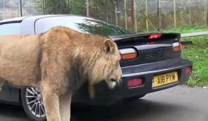 Ce gros lion mange le pare-choc de la voiture... Miam