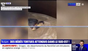 Une tortue caouanne a été filmée en train de pondre sur une plage des Alpes-Maritimes