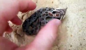 Regardez la réaction de ce serpent quand on le touche