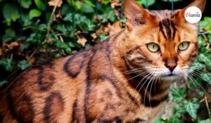 Thor, le chat Bengal aux yeux et à la fourrure spectaculaires