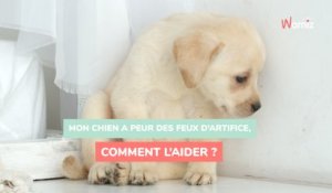 Mon chien a peur des feux d'artifice, comment l'aider ?