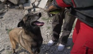La formation minutieuse des chiens secouristes des sapeurs-pompiers de Paris