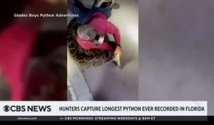 Découvrez les images impressionnantes d'un python birman de presque 6 mètres de long capturé en Floride - Le plus grand jamais observé selon une association locale