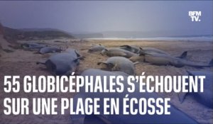 55 globicéphales s’échouent sur une plage en Écosse