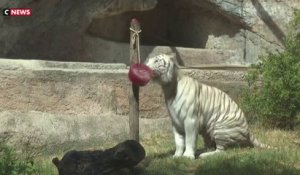 Canicule : à Rome, les soigneurs du zoo restent vigilants pour le bien-être des animaux