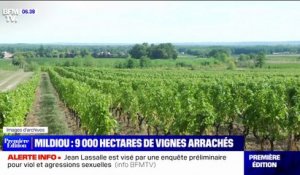 Plus de 9000 hectares de vignes vont être arrachés dans le bordelais