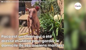 Dressé et utilisé pour la garde, ce chien nu du Pérou cherche une nouvelle famille pour tout réapprendre