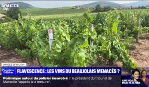 Les vignobles du Beaujolais menacés par une maladie, la flavescence dorée