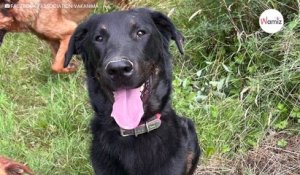 Ce chien Beauceron devait être euthanasié, mais une association tente de lui donner une seconde chance