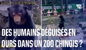Des humains soupçonnés de s'être déguisés en ours dans un zoo chinois