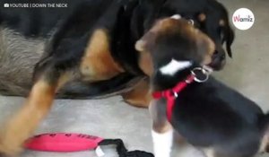 Le chiot Beagle s'approche du Rottweiler  4 millions de personnes sont sans voix (Vidéo)-index