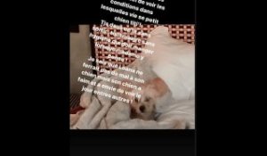Loana : la nouvelle photo de son chien inquiète les fans